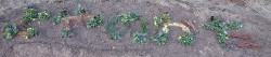 IMG_1454-