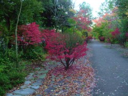 DSCF8067