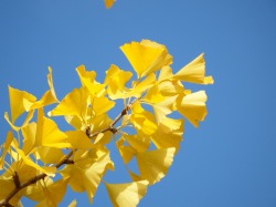 DSCF6647