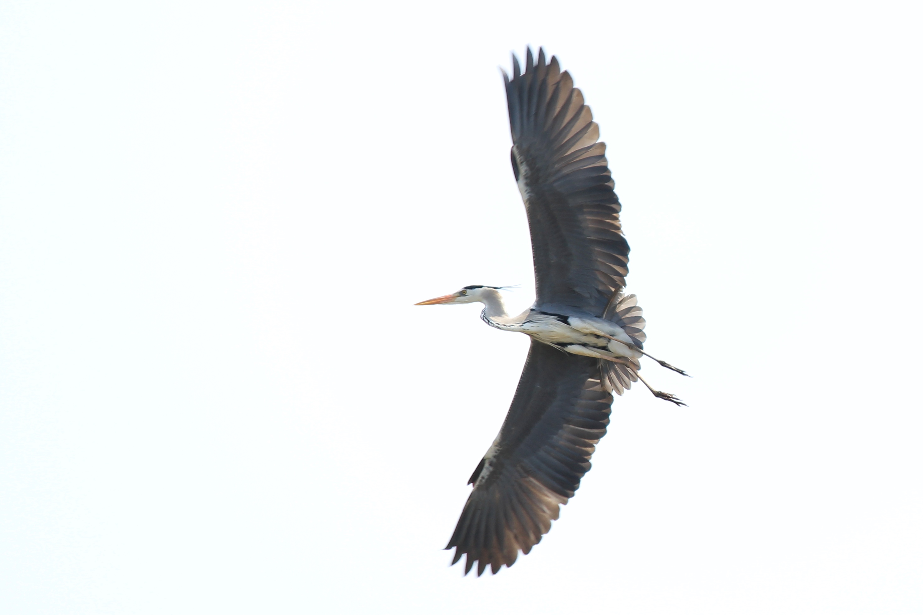 鳥たちの歌 園内の見どころ