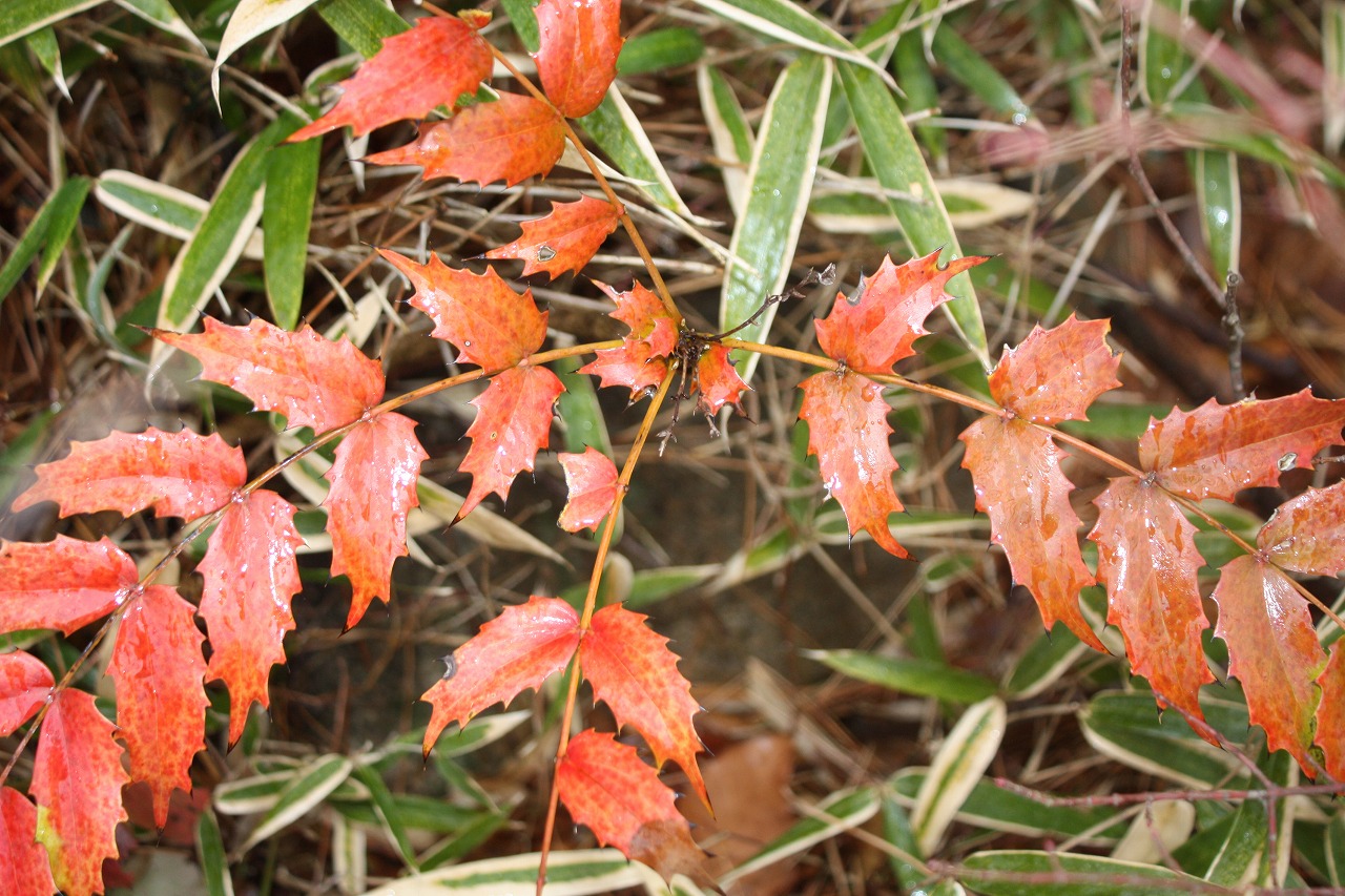 冬に紅葉する ヒイラギナンテン 園内の見どころ