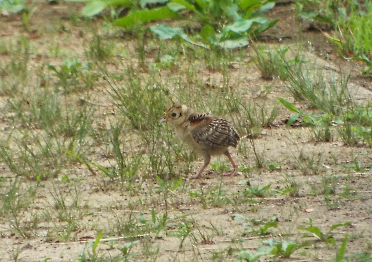 キジのヒナ発見 園内の見どころ