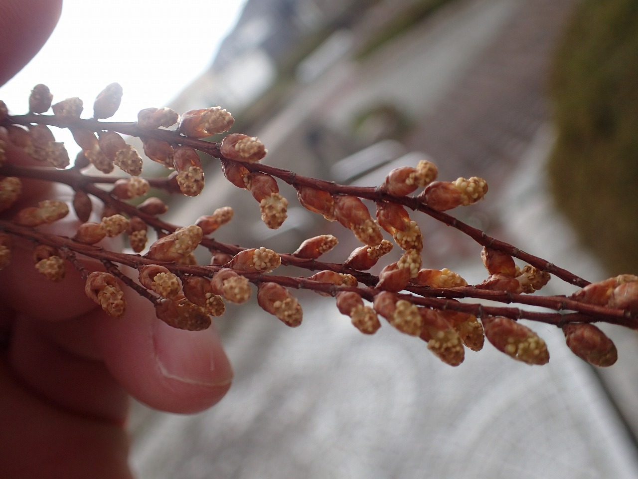 メタセコイアの花 園内の見どころ