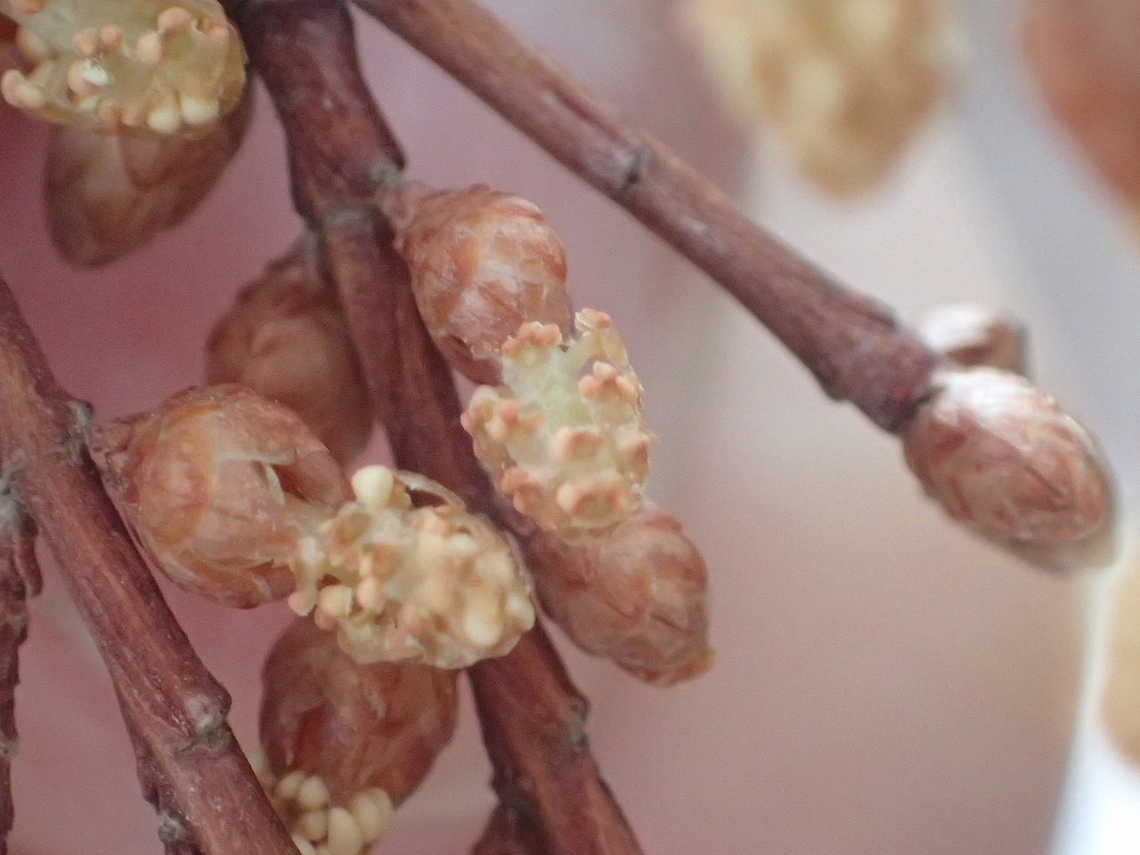 メタセコイアの花 園内の見どころ