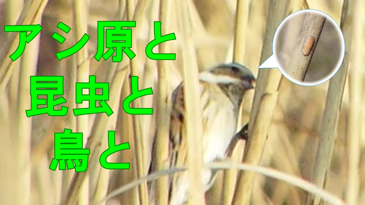 Youtubeチャンネル動画紹介 園内の見どころ Youtubeチャンネル動画紹介 園内の見どころ
