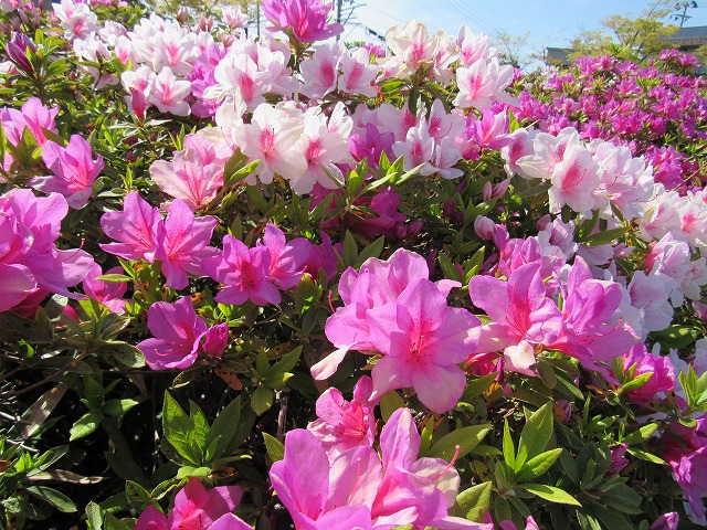 アオダモの花ほか 園内の見どころ