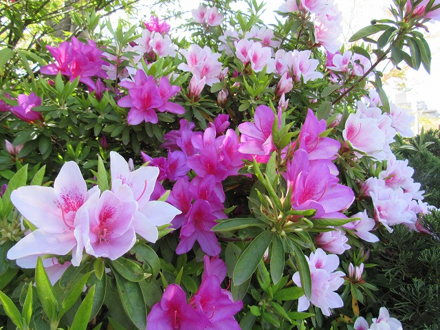 アオダモの花ほか 園内の見どころ